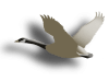 Captcha image 2706