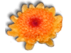 Captcha image 5559